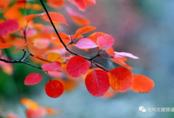 红叶视频,捕捉秋日美景的视觉盛宴